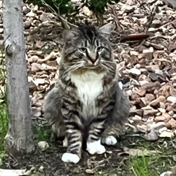 Feline City photo 3