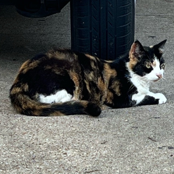 Feline City photo 2