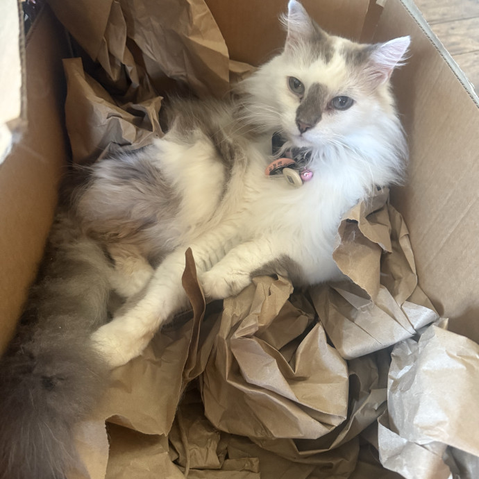 Cat Lover Experienced With Medications