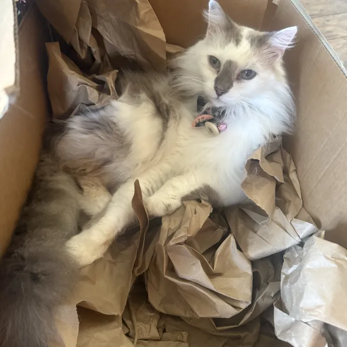 Cat Lover Experienced With Medications