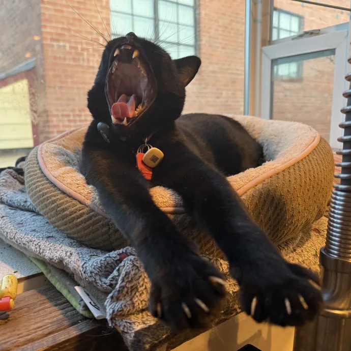 Cat Lover Experienced With Medications