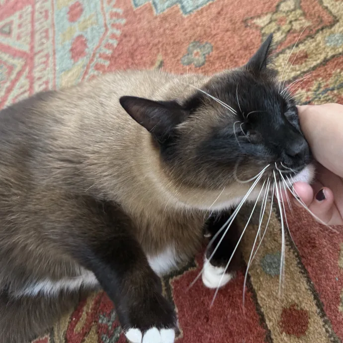 Cat Lover Experienced With Medications