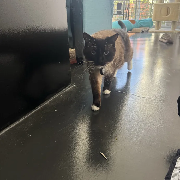 Cat Lover Experienced With Medications