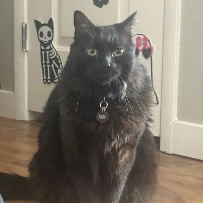 Cat Lover Experienced With Medications