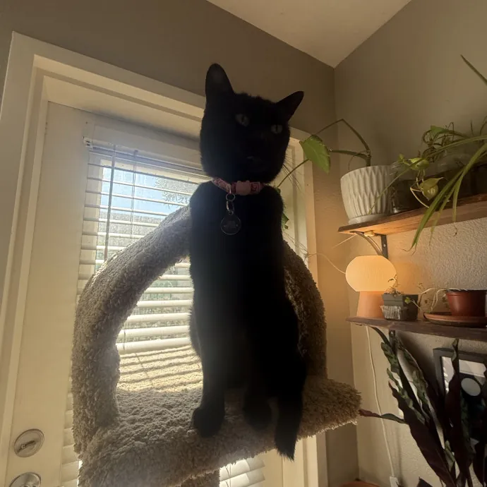 Cat Lover Experienced With Medications