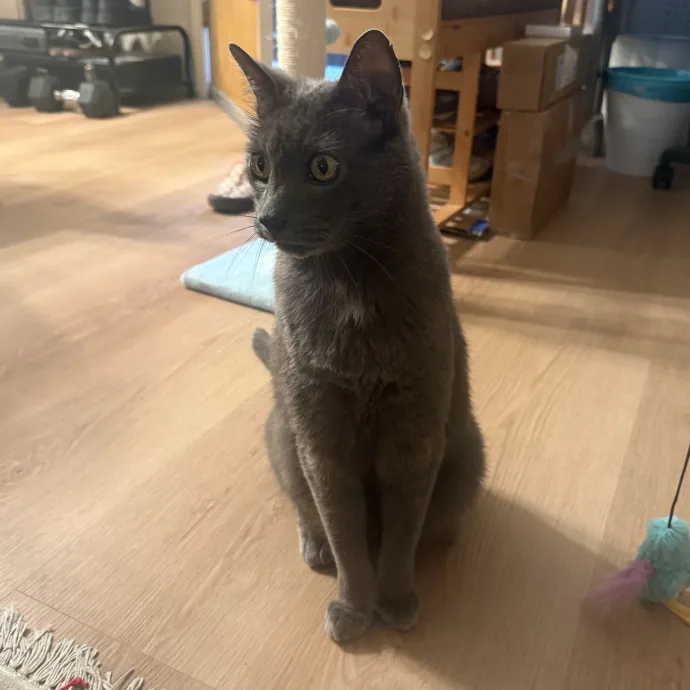 Cat Lover Experienced With Medications