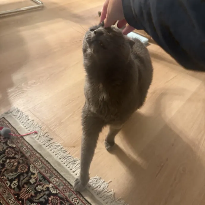 Cat Lover Experienced With Medications