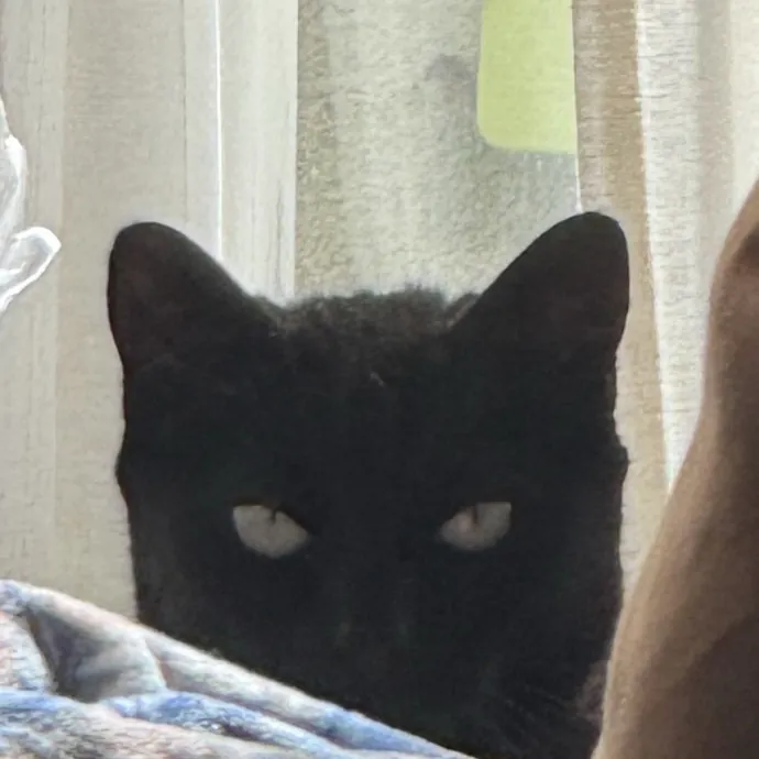 Cat Lover Experienced With Medications