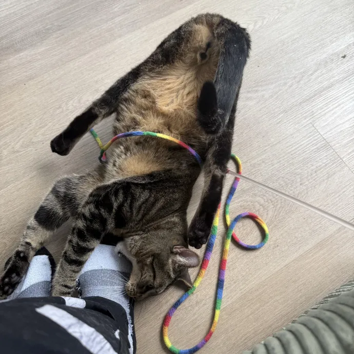 Cat Lover Experienced With Medications