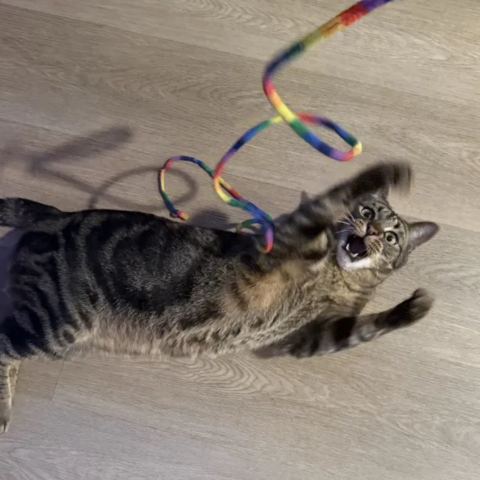 Cat Lover Experienced With Medications