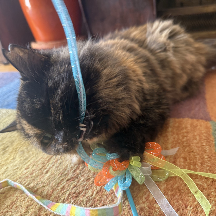 Cat Lover Experienced With Medications