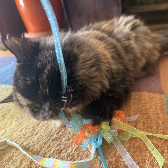 Cat Lover Experienced With Medications