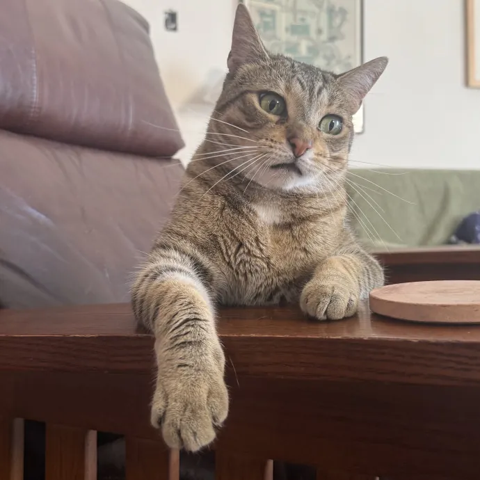 Cat Lover Experienced With Medications