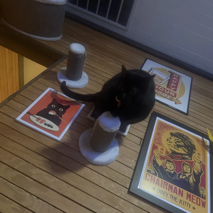 Cat Lover Experienced With Medications