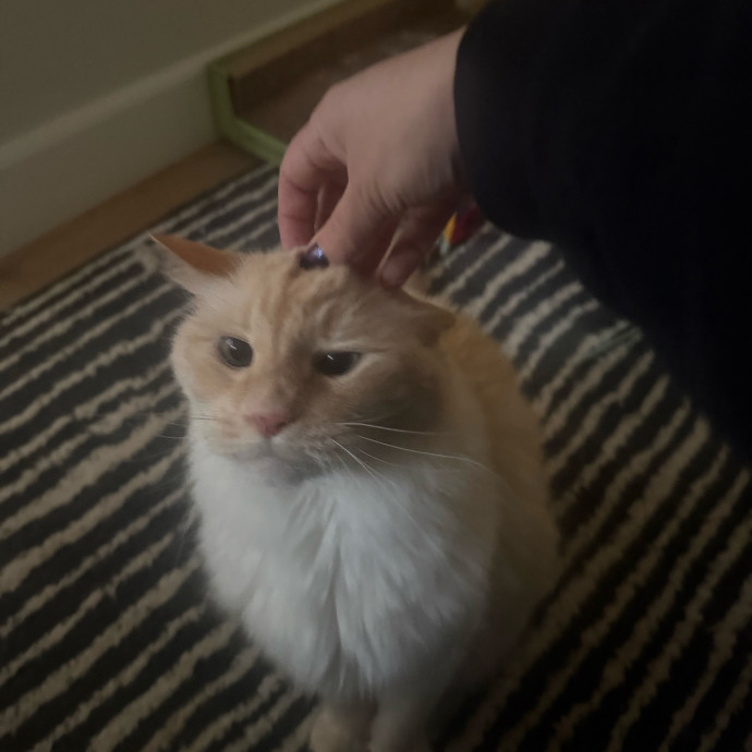 Cat Lover Experienced With Medications