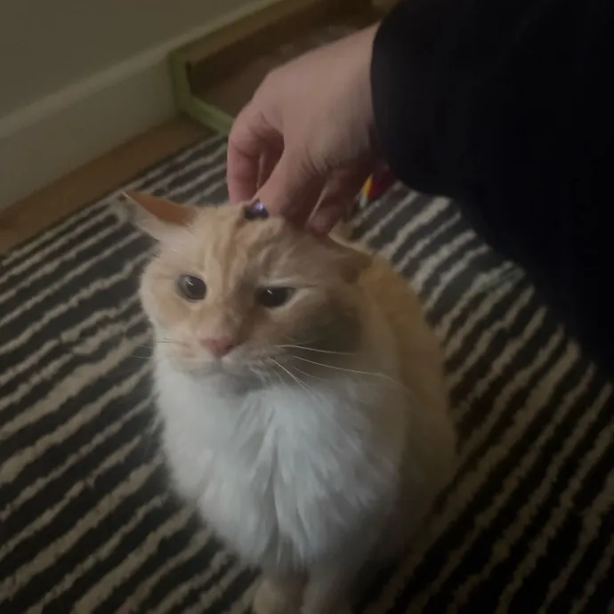 Cat Lover Experienced With Medications