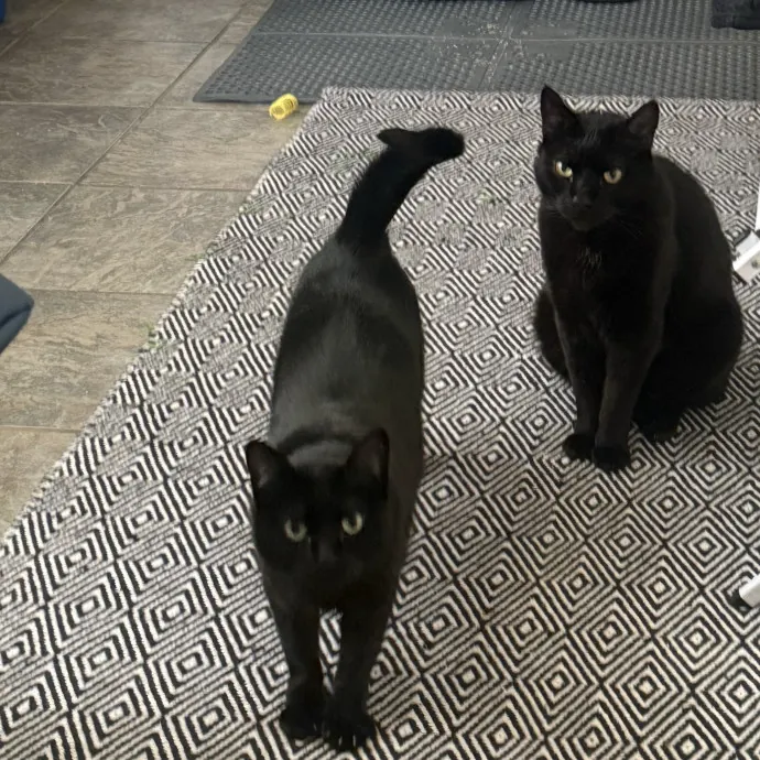 Cat Lover Experienced With Medications