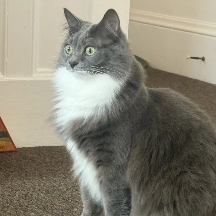 Cat Lover Experienced With Medications