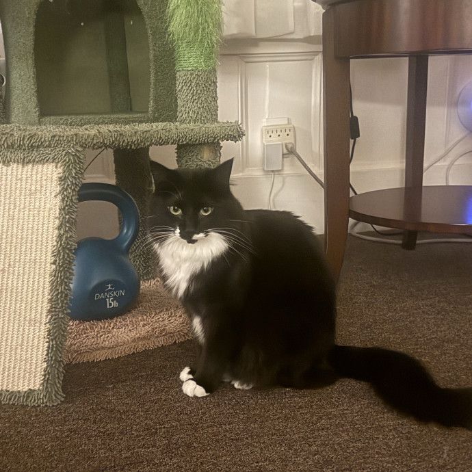 Cat Lover Experienced With Medications