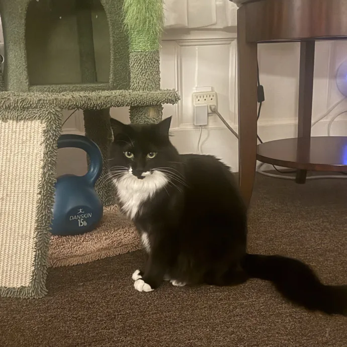 Cat Lover Experienced With Medications