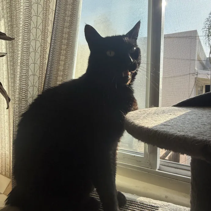 Cat Lover Experienced With Medications