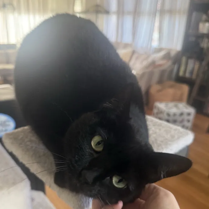 Cat Lover Experienced With Medications