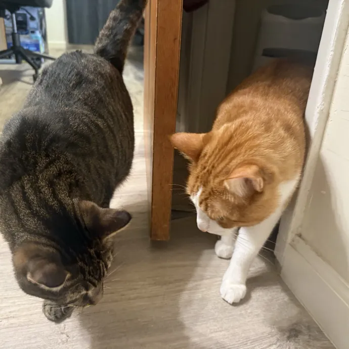 Cat Lover Experienced With Medications