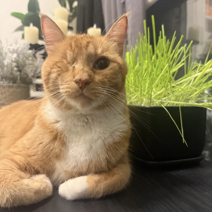 Cat Lover Experienced With Medications