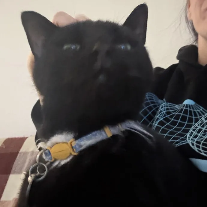 Cat Lover Experienced With Medications