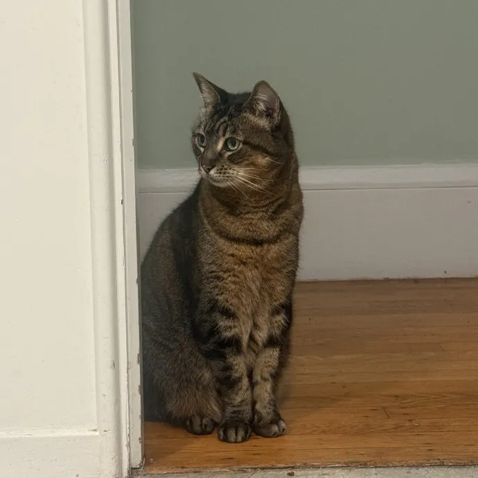 Cat Lover Experienced With Medications