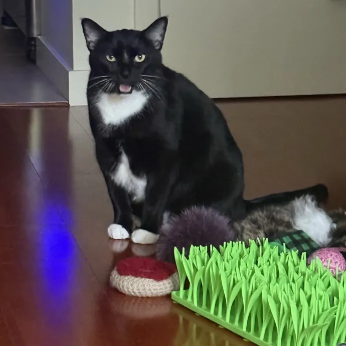 Cat Lover Experienced With Medications