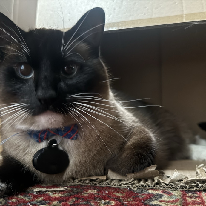 Cat Lover Experienced With Medications