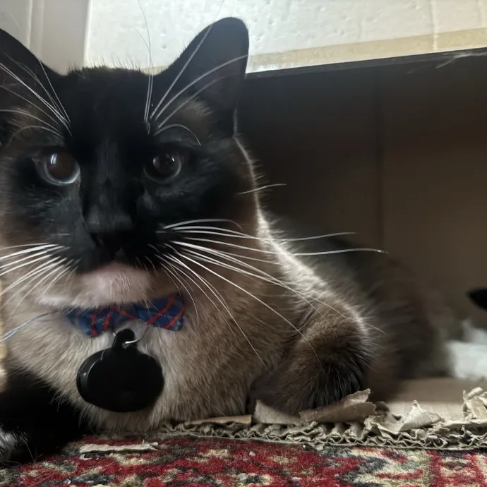 Cat Lover Experienced With Medications