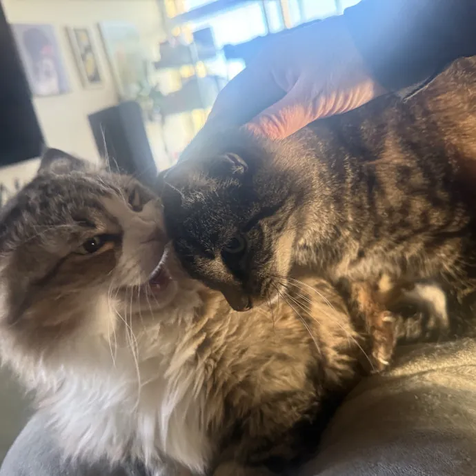 Cat Lover Experienced With Medications