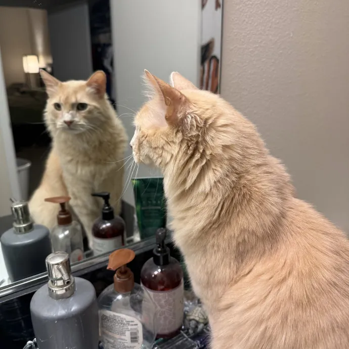 Cat Lover Experienced With Medications