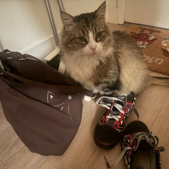 Cat Lover Experienced With Medications