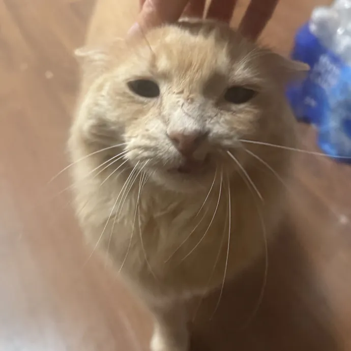 Cat Lover Experienced With Medications