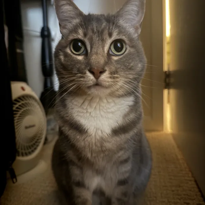 Cat Lover Experienced With Medications