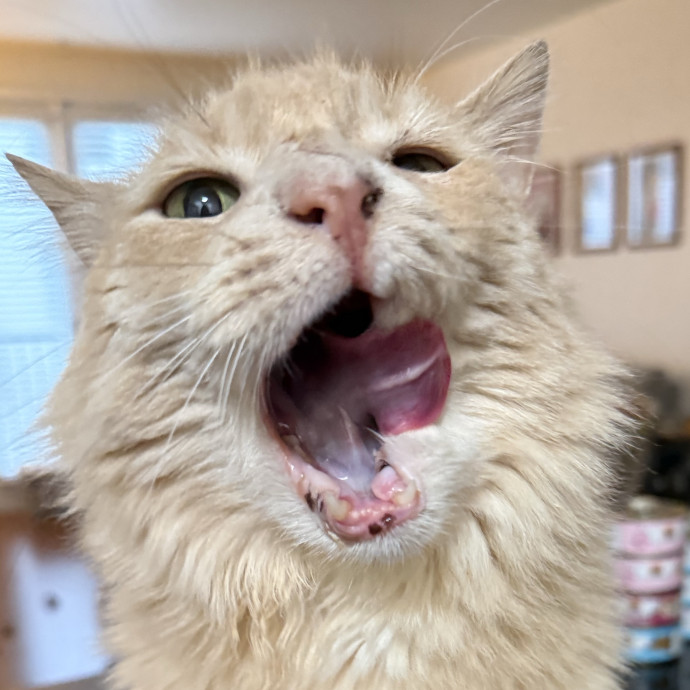Cat Lover Experienced With Medications