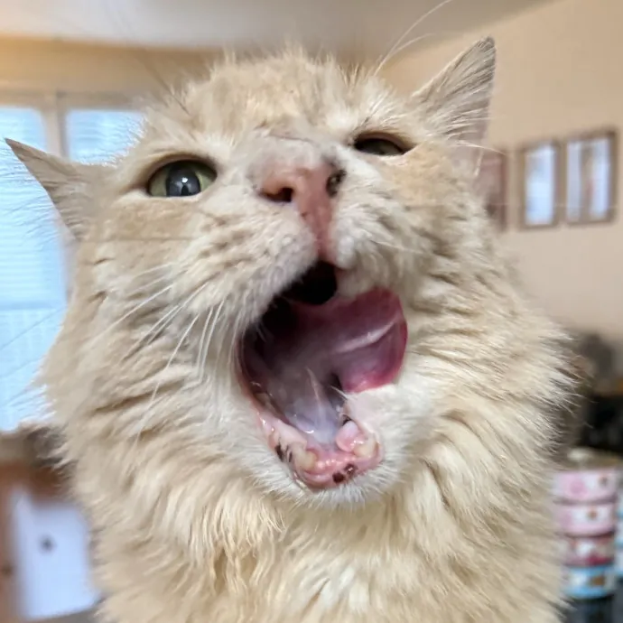 Cat Lover Experienced With Medications