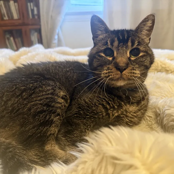 Cat Lover Experienced With Medications