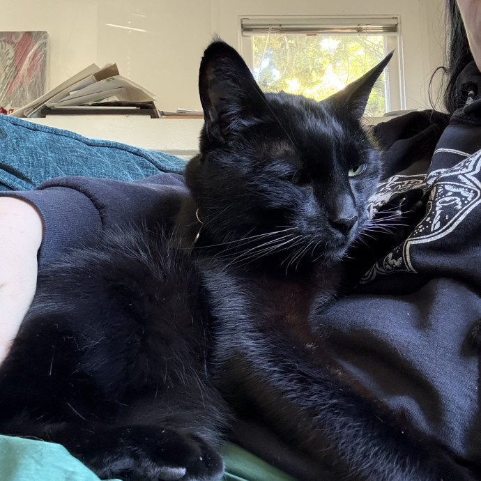 Cat Lover Experienced With Medications