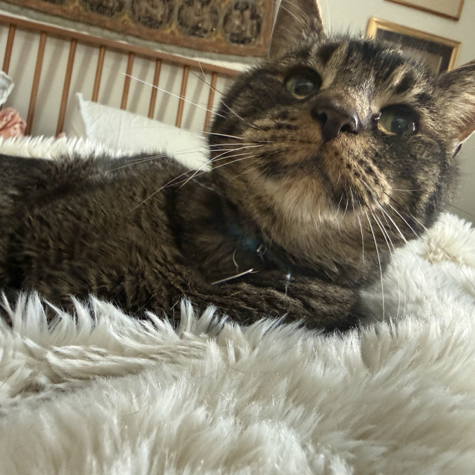 Cat Lover Experienced With Medications
