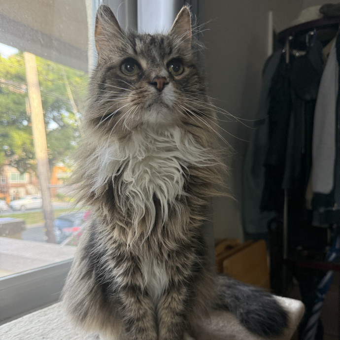 Cat Lover Experienced With Medications