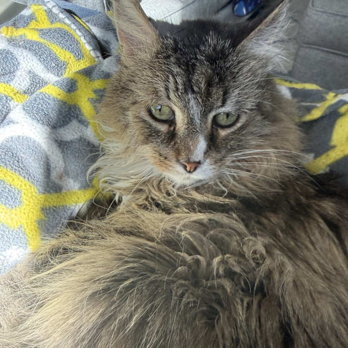 Cat Lover Experienced With Medications