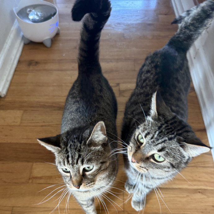 Cat Lover Experienced With Medications