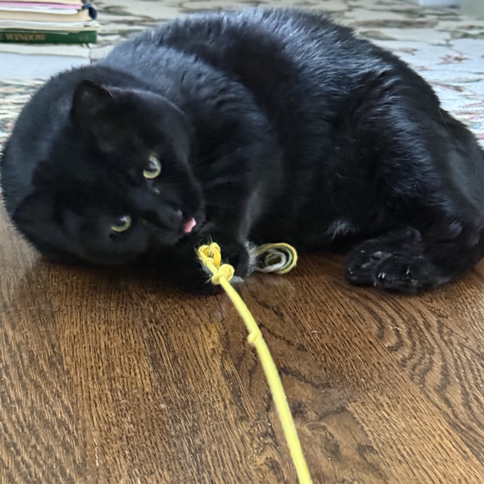 Cat Lover Experienced With Medications