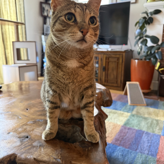 Cat Lover Experienced With Medications