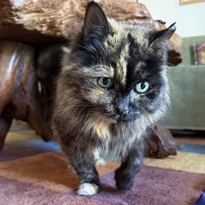 Cat Lover Experienced With Medications