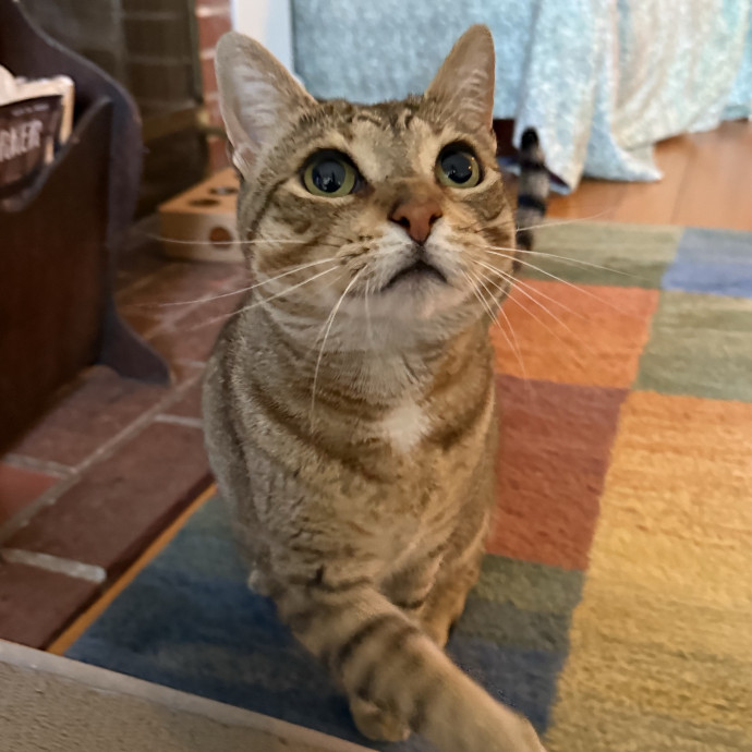 Cat Lover Experienced With Medications